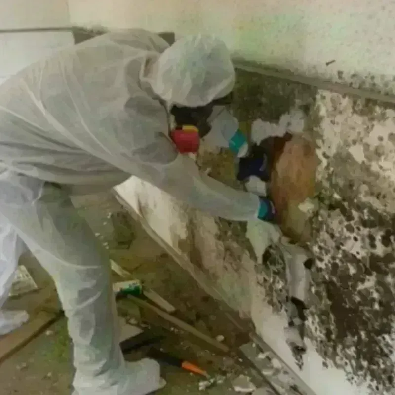 Mold Remediation and Removal in Point Clear, AL